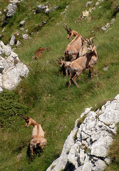 Camoscio d''Abruzzo Rupicapra pyrenaica ornata